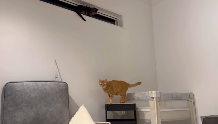 ももまるちゃんととらまるくん