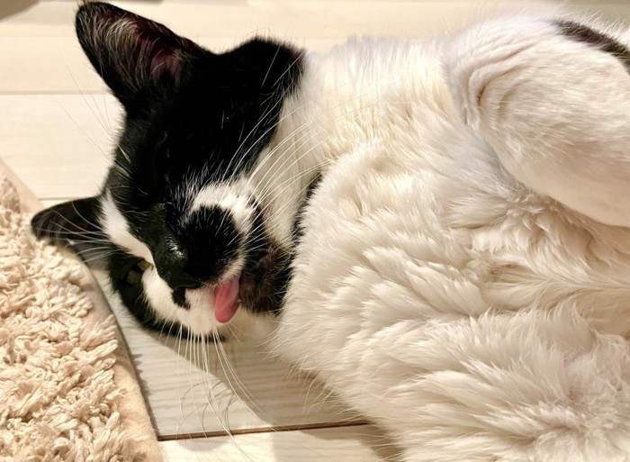 舌を出している猫