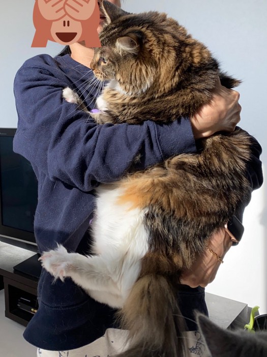 抱っこされるメインクーン