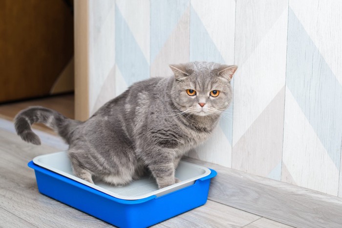 トイレの中の猫