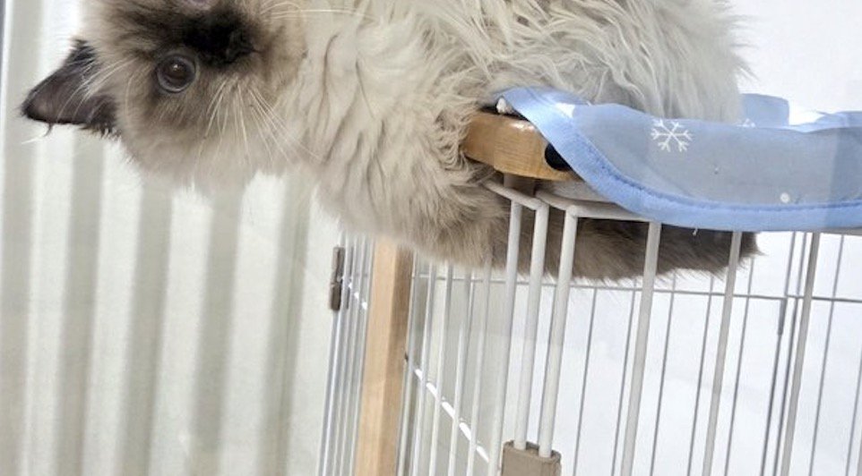 体と腕の間に天板を挟んでバランスを取る猫