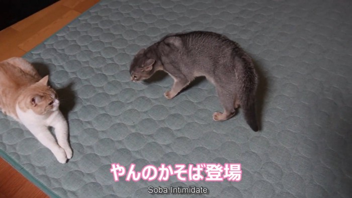 やんのかポーズの猫
