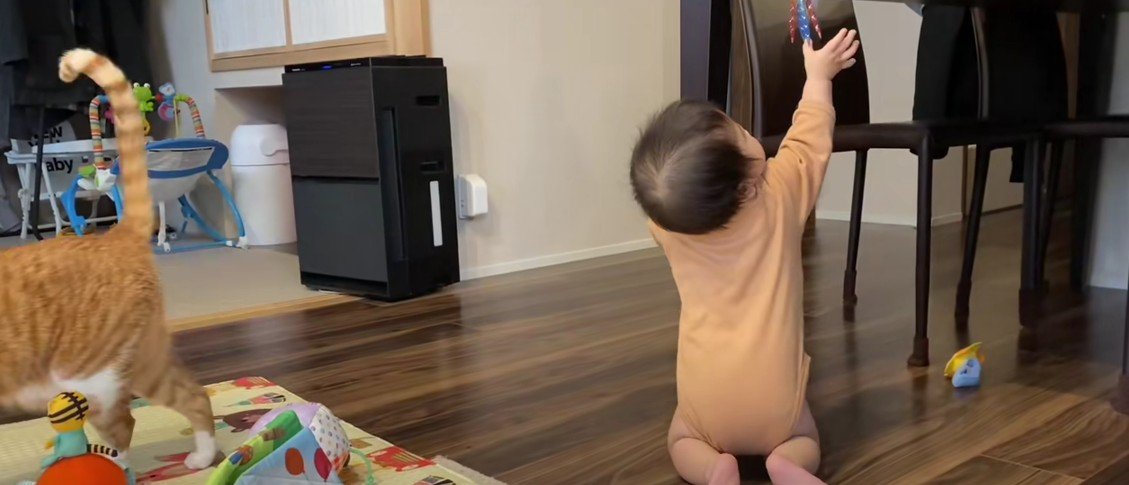 おもちゃを取ろうとする赤ちゃんと猫