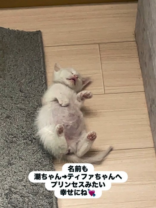 仰向けで寝る子猫