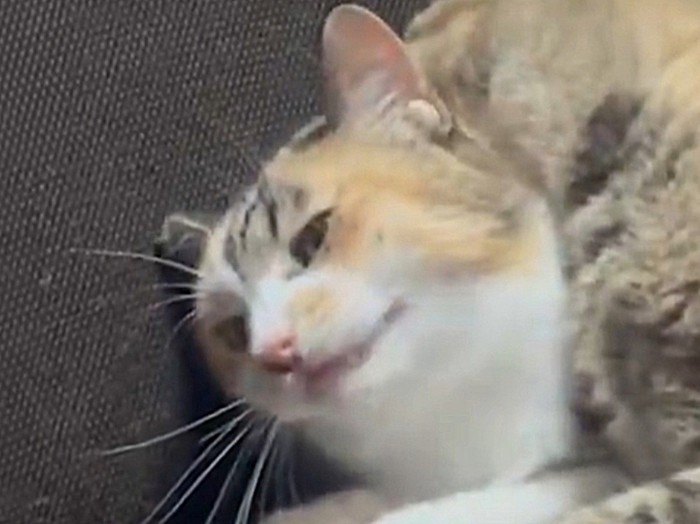 顔をしかめる三毛猫