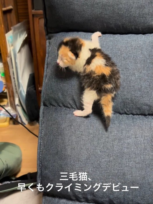 振り向く子猫