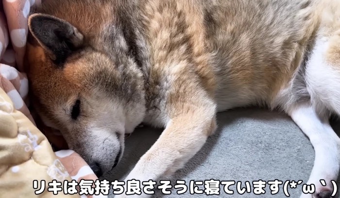 気持ちよさそうに寝ているリキくん