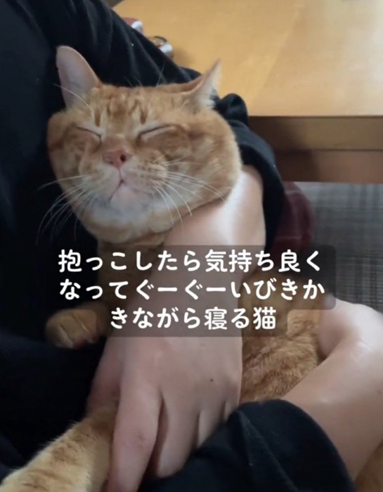 抱っこされる猫