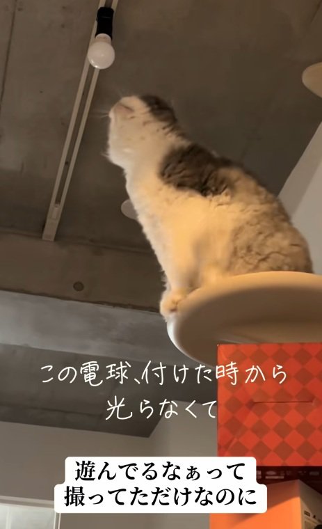 電球を見つめる猫