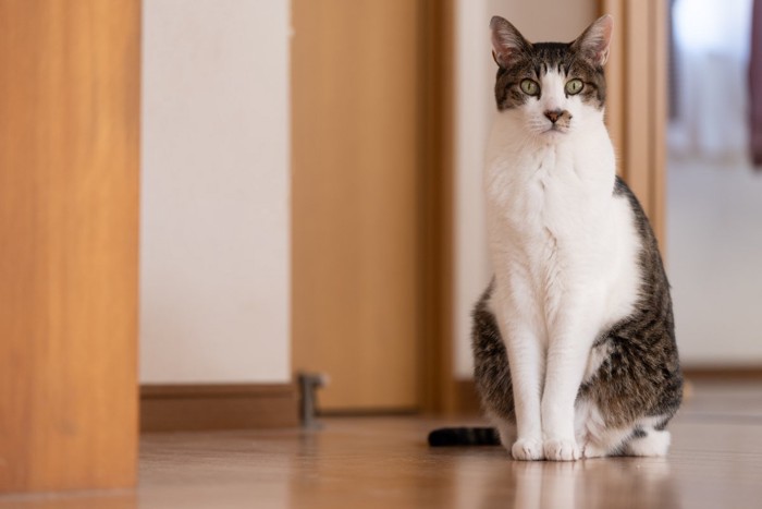 座って様子を見ている猫