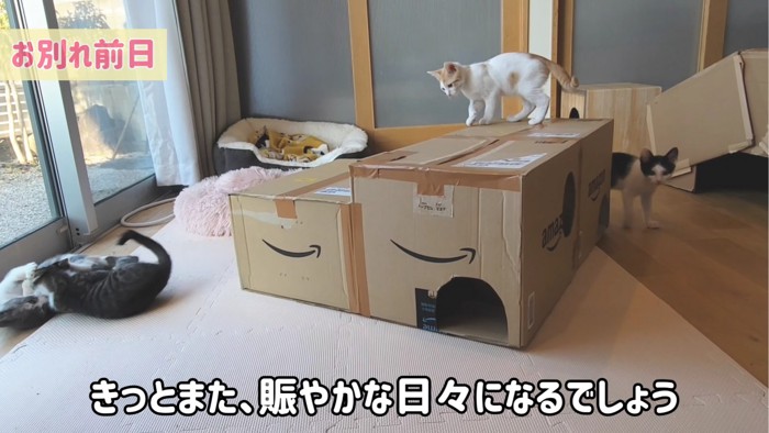 遊びまわる4匹の子猫