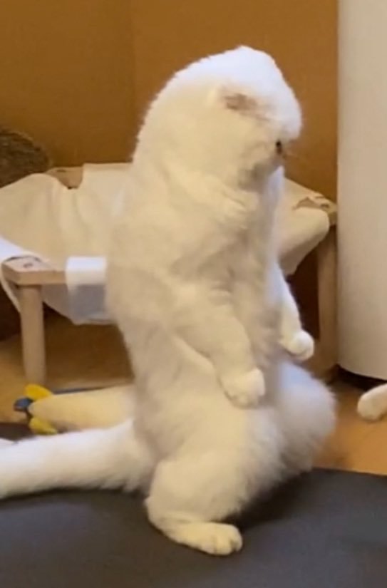 格闘家みたいなむくくん