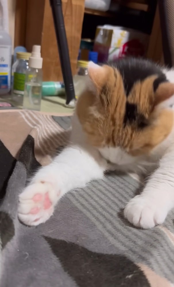 手を伸ばす猫