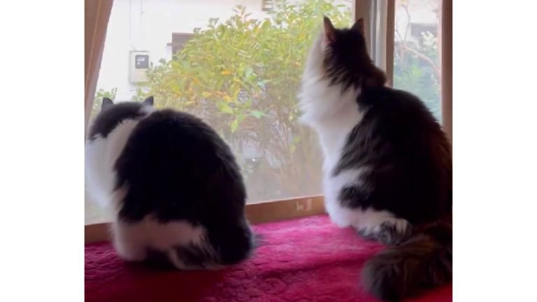 ニャルソックしていた猫たち