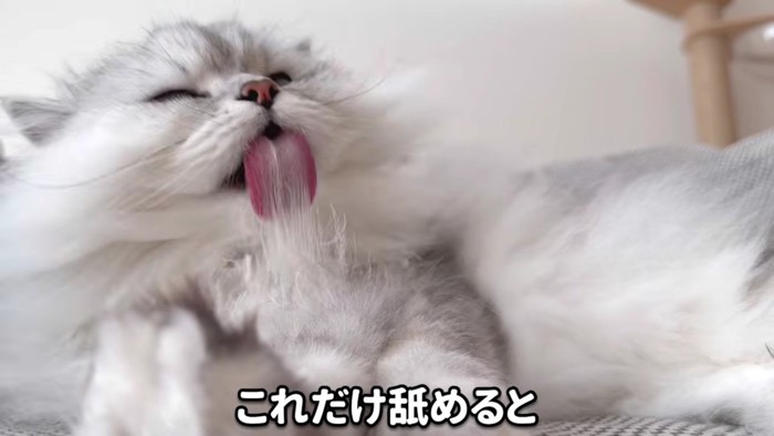 長い毛が舌に絡まるモルンさん
