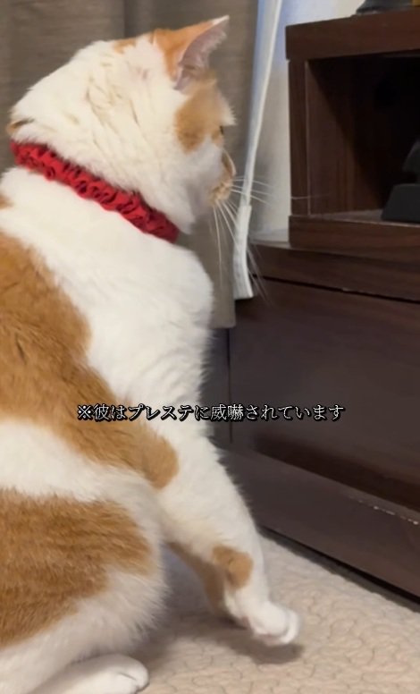 のけ反る猫