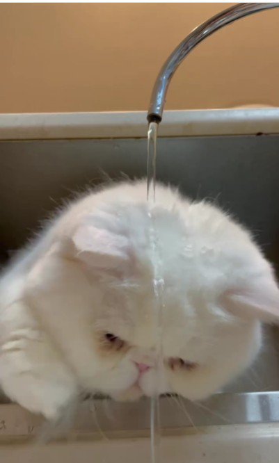 水遊びをする猫