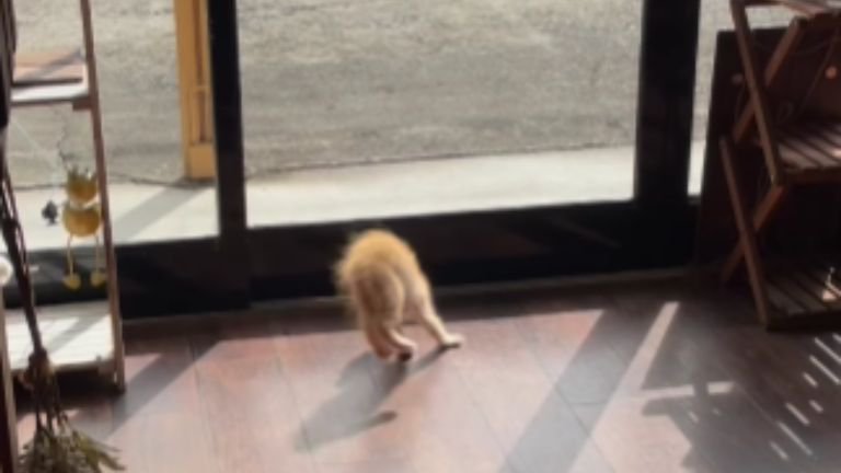 威嚇している猫