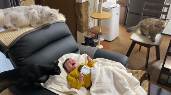 泣いている赤ちゃんと猫たち