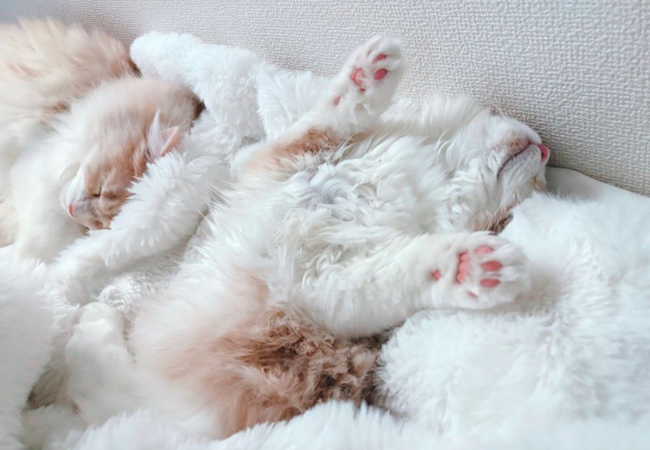 毛布の上で眠る猫たち
