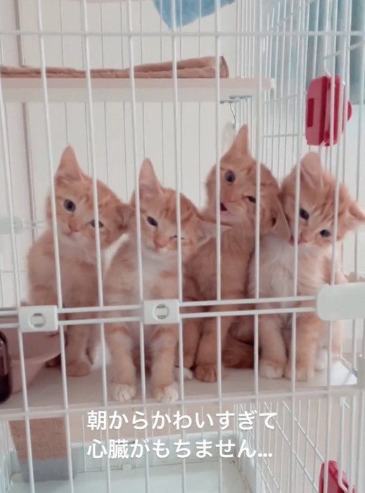 鳴き出す子猫たち