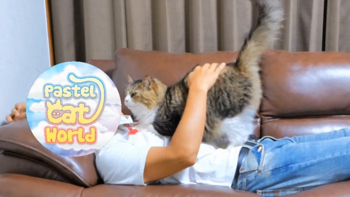 背中をなでられる猫