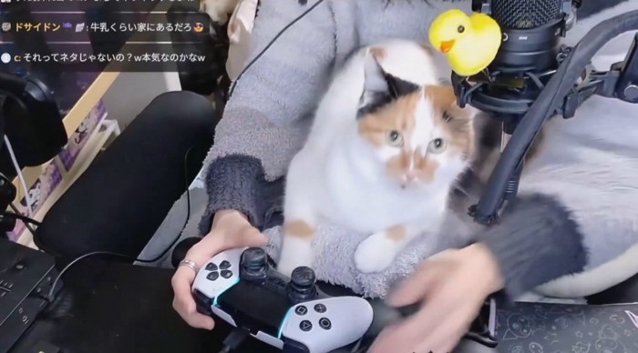 飼い主の膝の上に座る三毛猫