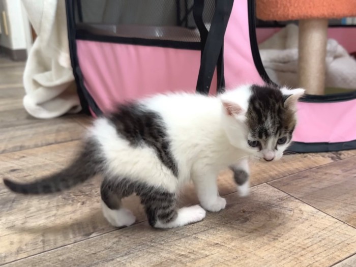 子猫が部屋を歩き始める様子