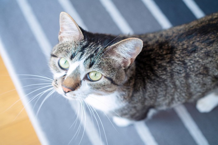 カーペットの上の猫