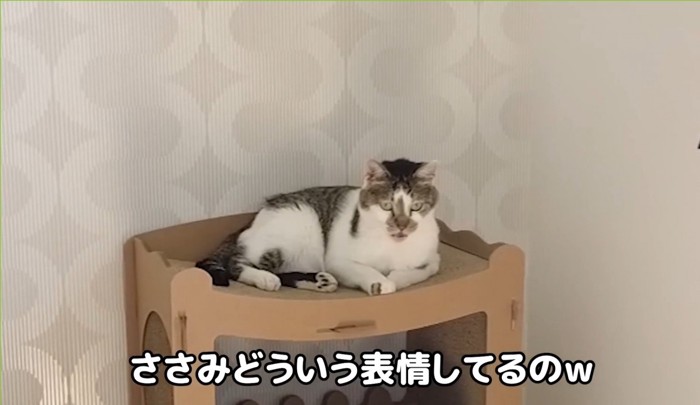 口を開ける猫