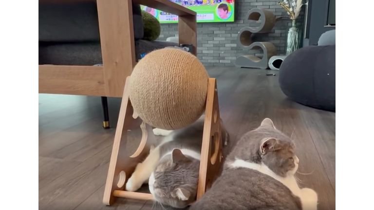爪とぎの下の猫