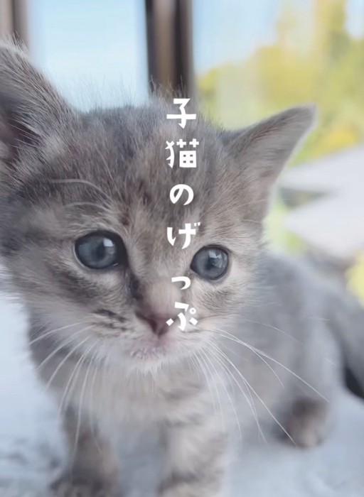 近づいてくる子猫