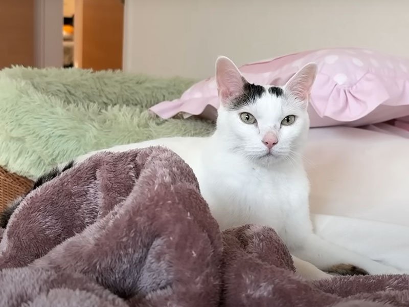 ベッドで寝る猫