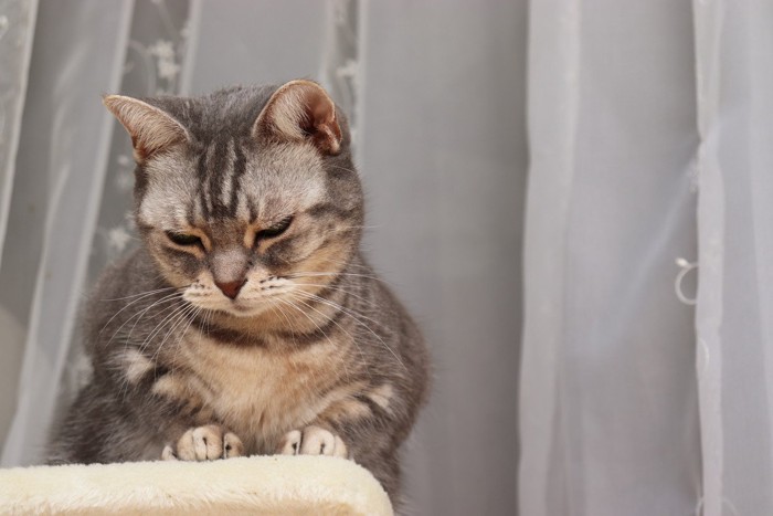 悩み猫アメリカンショートヘアー