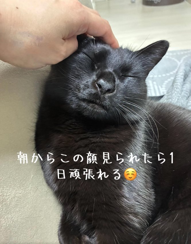頭を撫でられて目を瞑っている猫