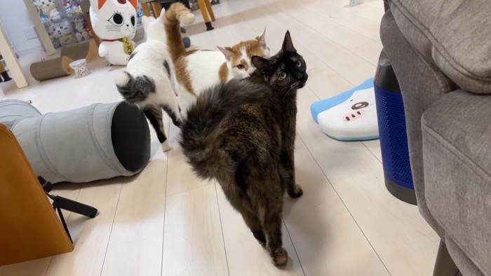 振り返るモモちゃん