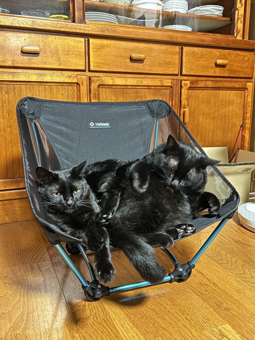 キャンプ用のイスに乗る2匹の黒猫