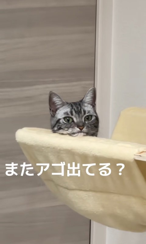 ハンモックの中にいるカメラ目線の猫「またアゴ出てる？」