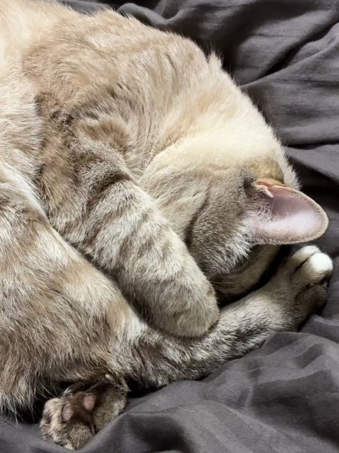 まぶしい寝をする猫