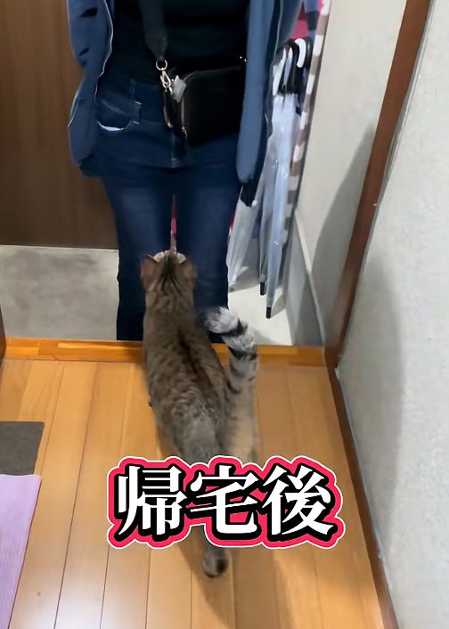 出迎え猫