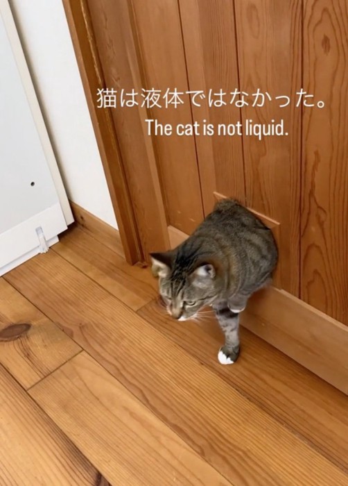 後退する猫