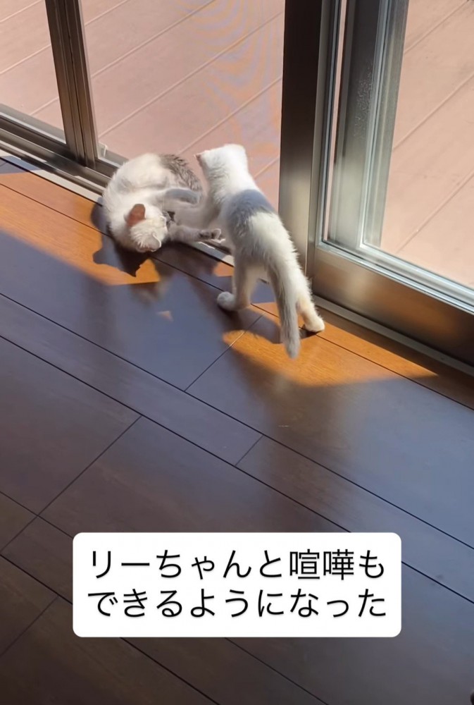 じゃれる子猫たち