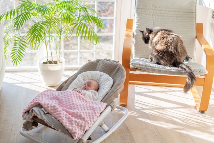 バウンサーで寝ている赤ちゃんと椅子の上の猫