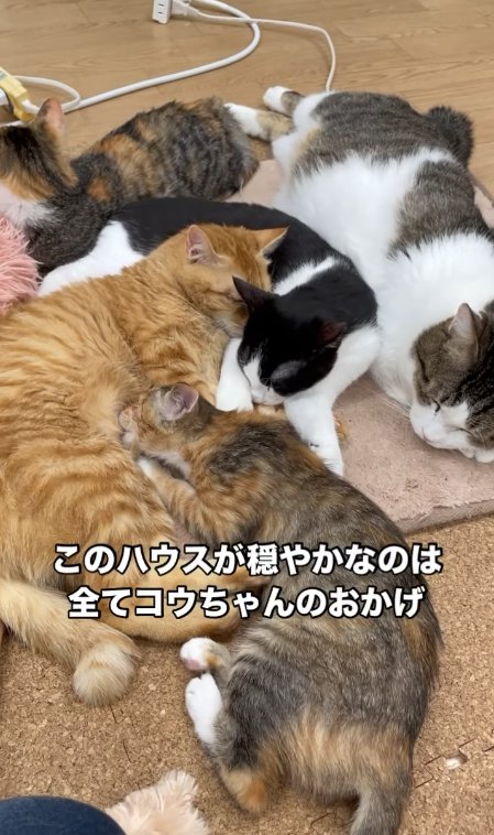 ホットカーペットに群がる猫たち