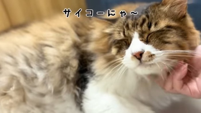 サイコーにゃ〜