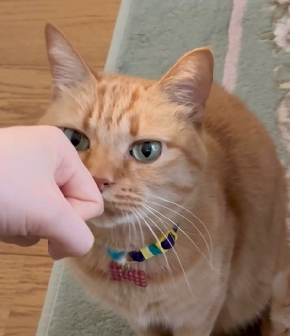 飼い主の手のにおいを嗅ぐ猫