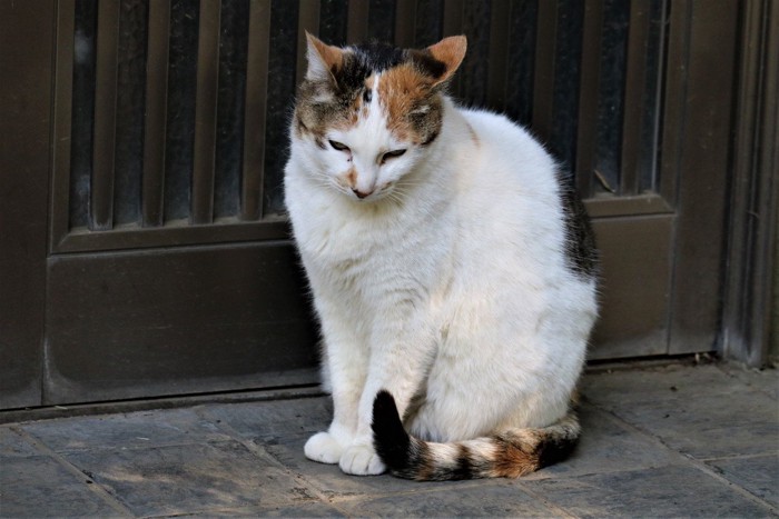 しょんぼりする三毛猫