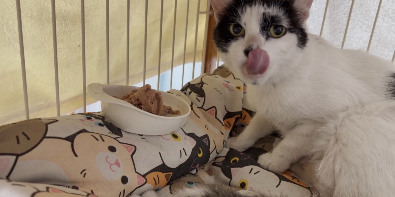 舌を出している猫