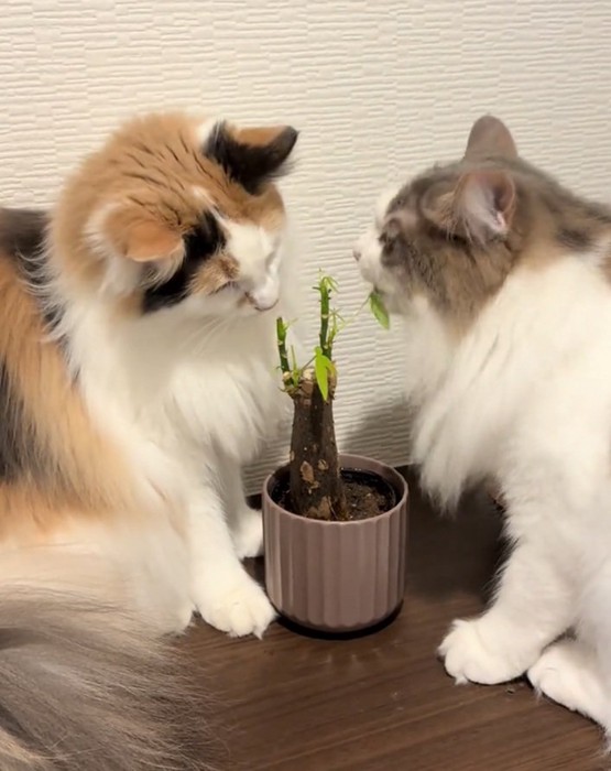 パキラを食べる2匹の猫