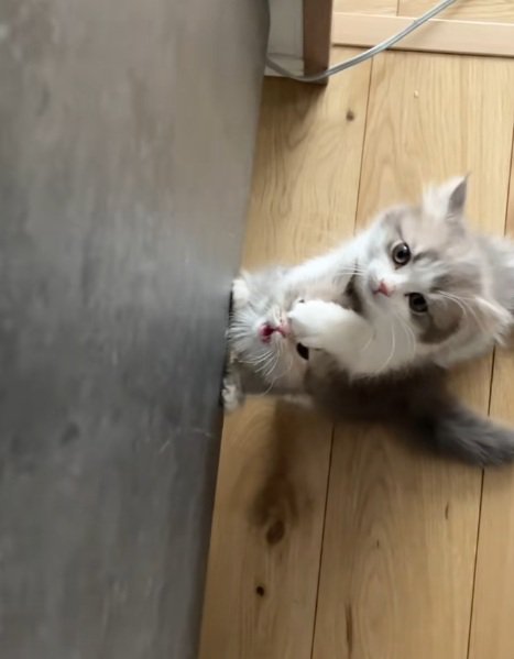 後足で立っておやつをほしがる2匹のミヌエットの子猫